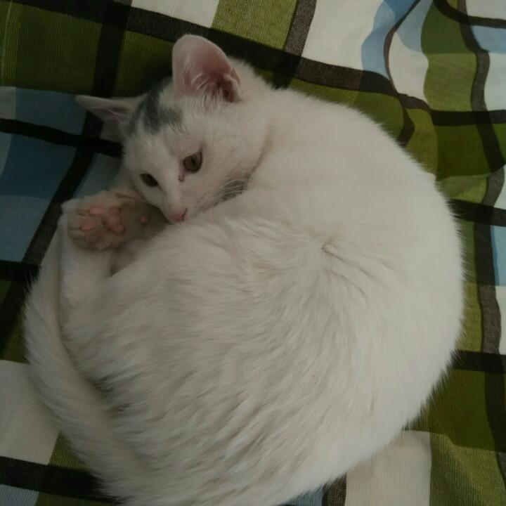 一只白猫叫小黑