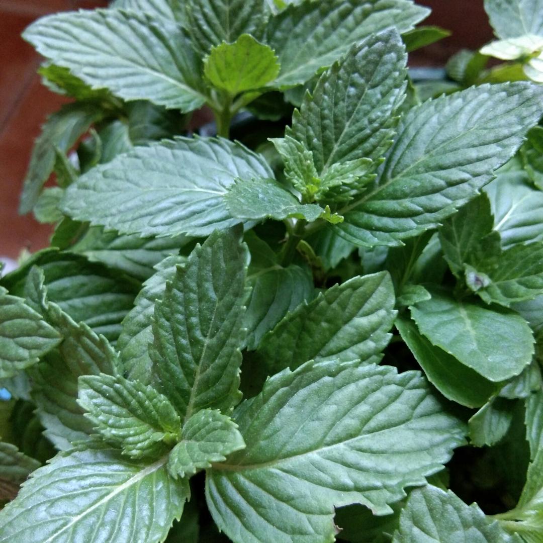 薄荷种植手册，如何把你的薄荷养到爆盆