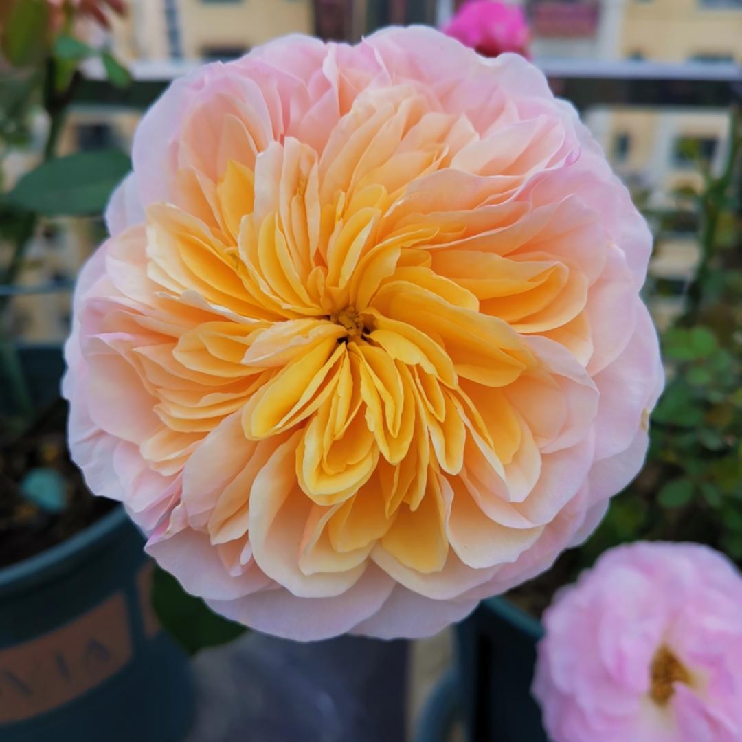美食美花