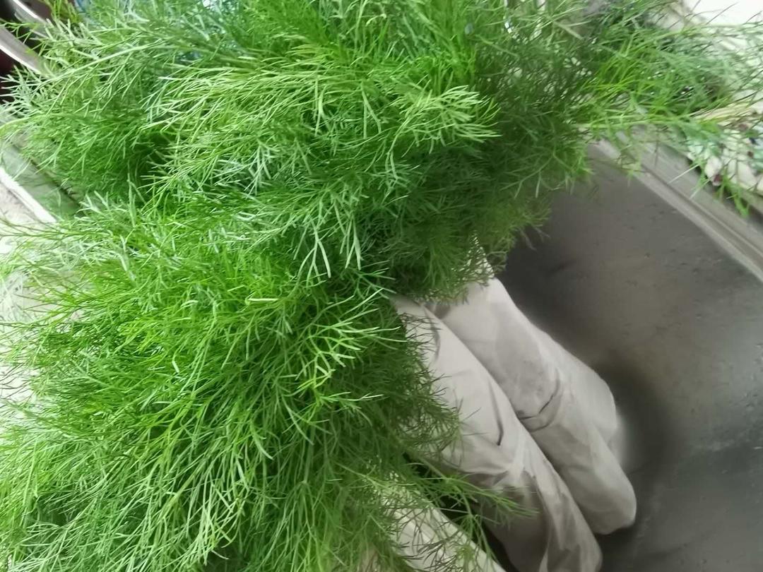 好吃不过茴香饺子