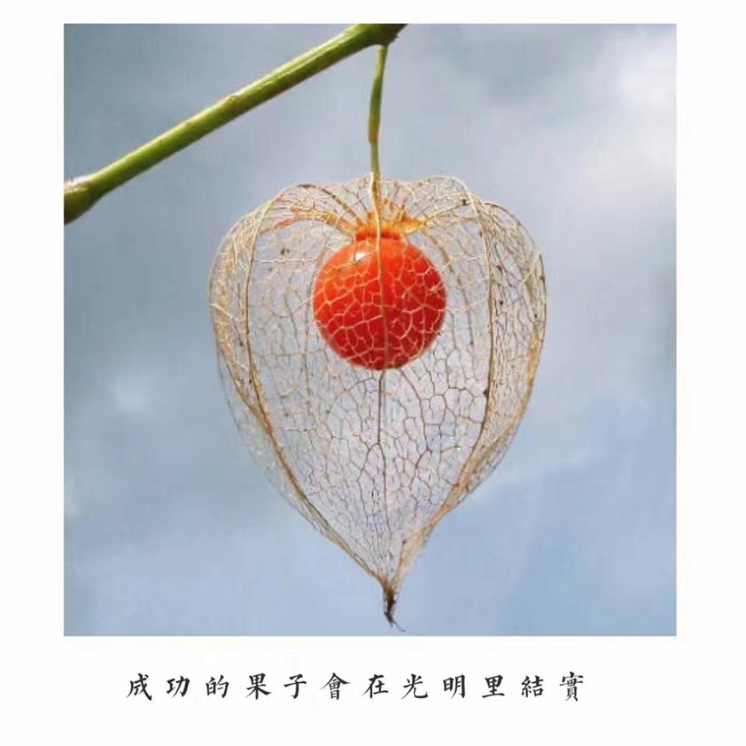 阳光灿烂小飞侠