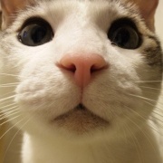 说好的小鱼干呢