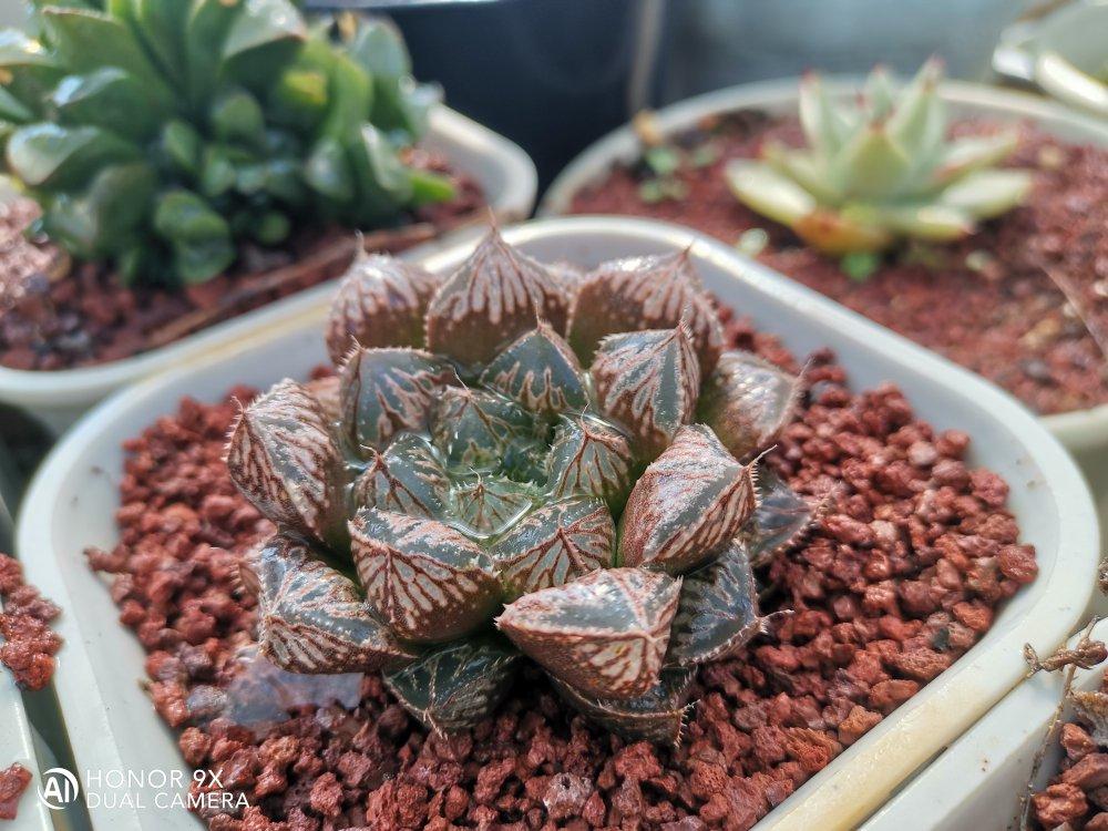 多肉植物养护