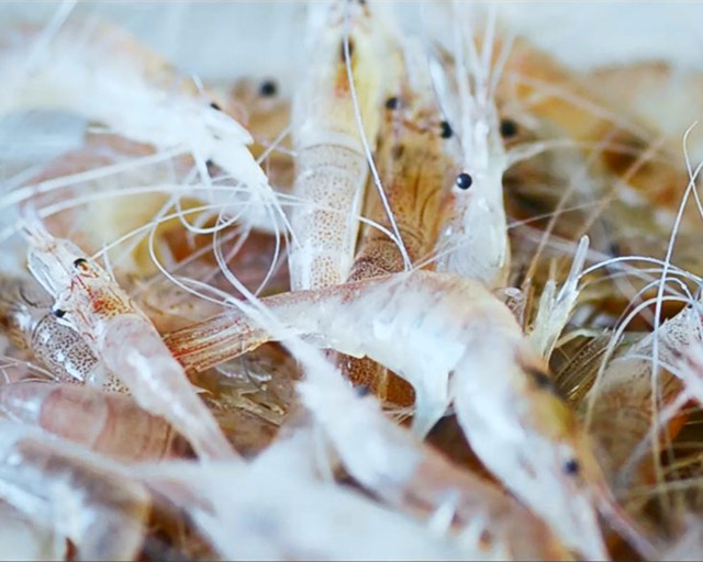 酸辣开胃的泰式清蒸白虾的做法 步骤1