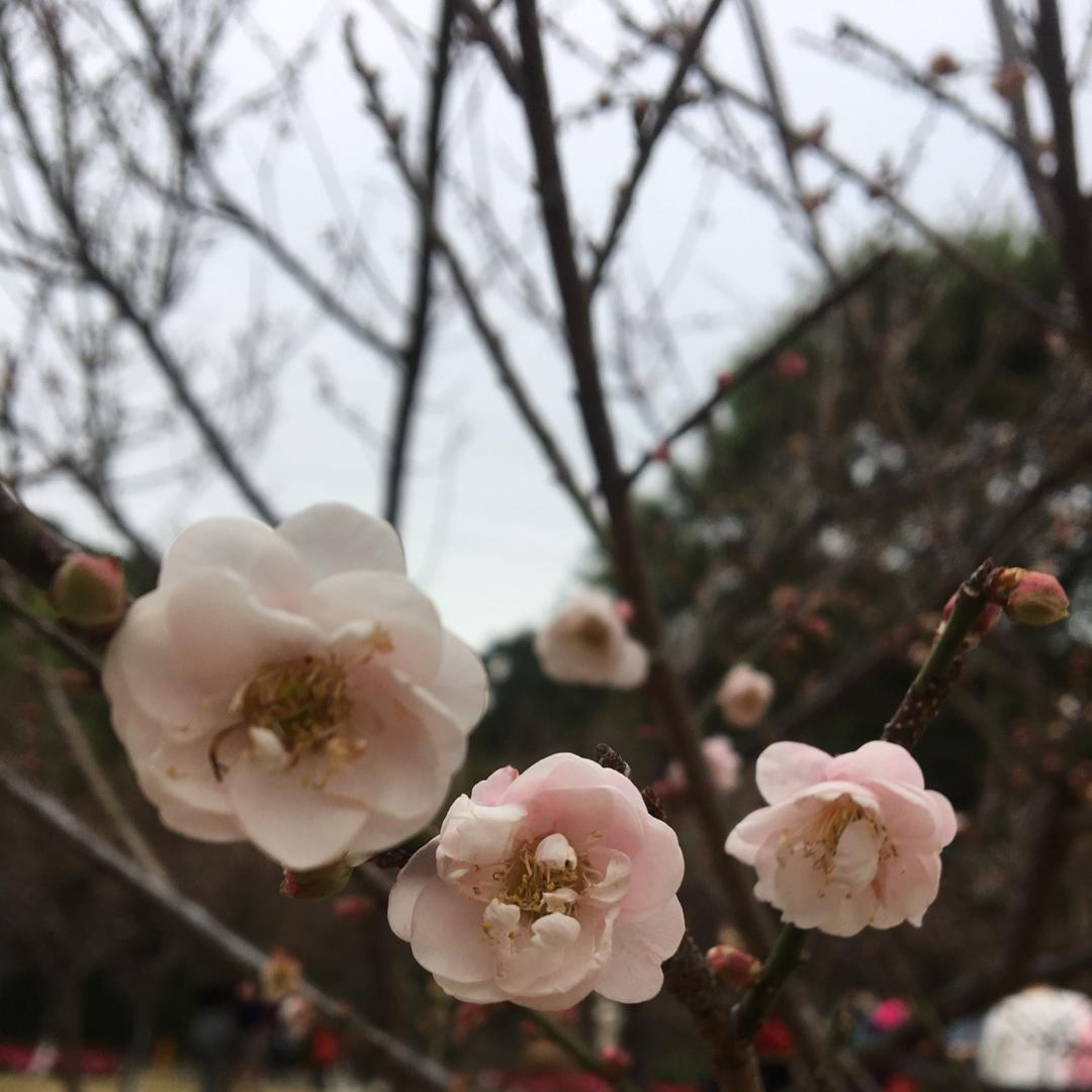 碌碌羊