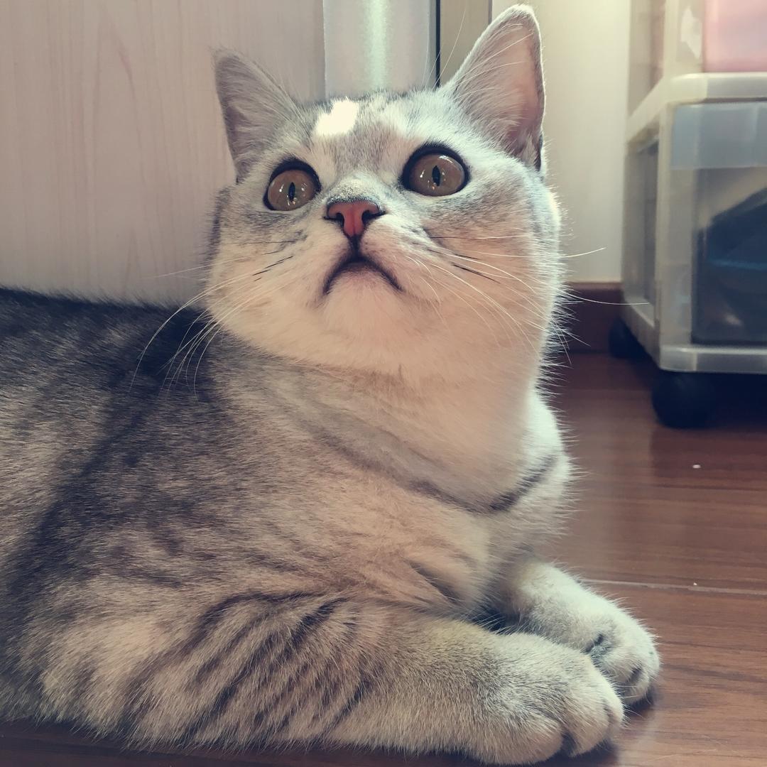肾肾的小Y