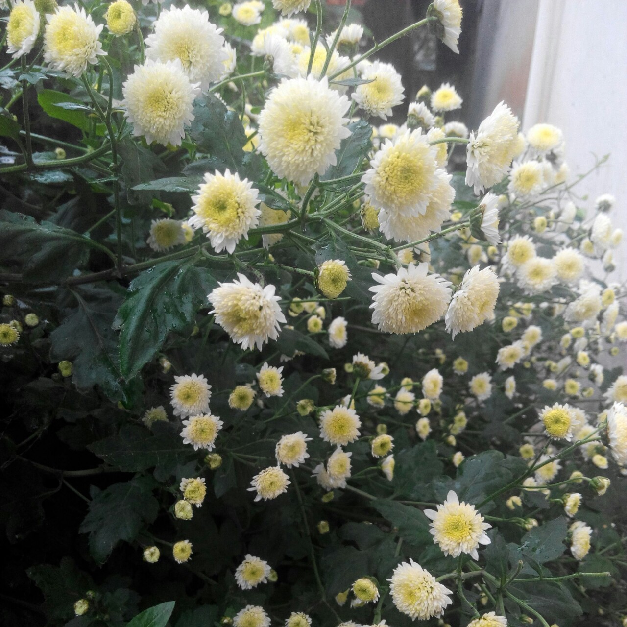 花花草草的世界