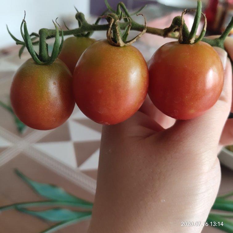 种植小技巧(记录生活记录美)