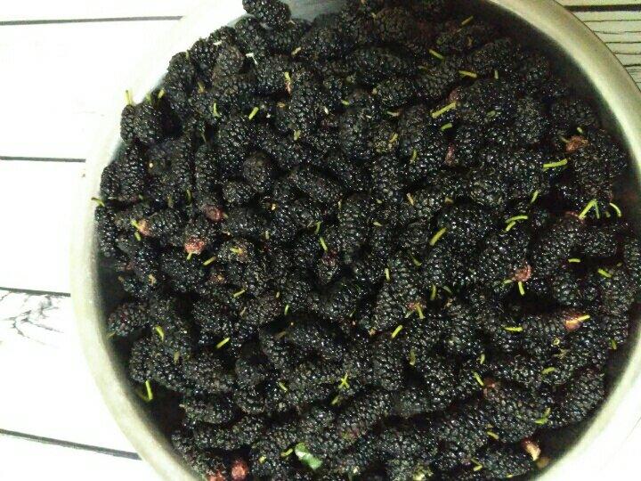 无糖葱香梳打饼干