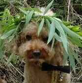 辛巴和他的朋友们