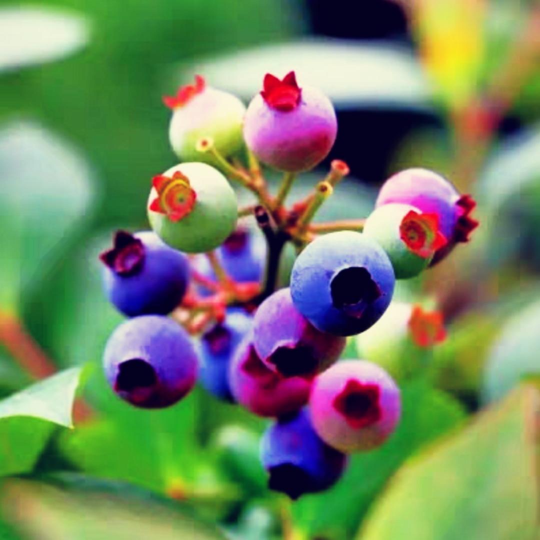 吃肉肉的汤圆圆