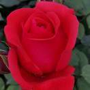 手机用户8162_vrlt