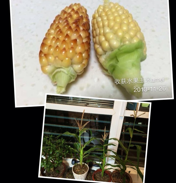 煮玉米