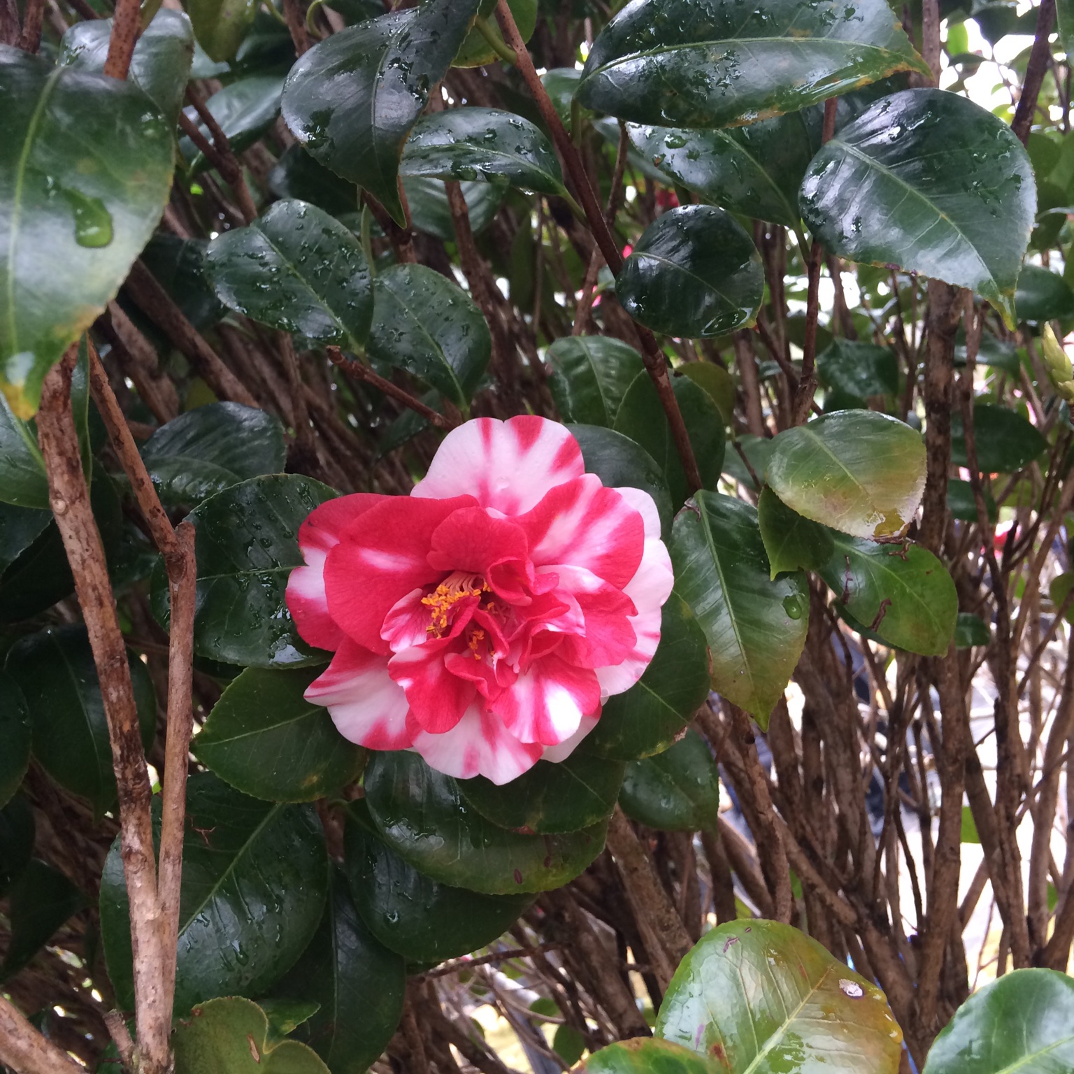 撁掱悻福