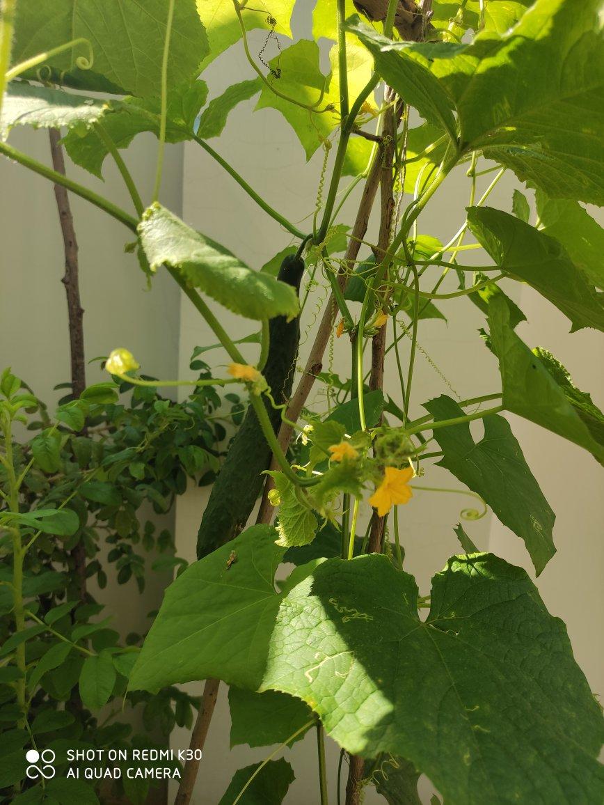 我家的菜园