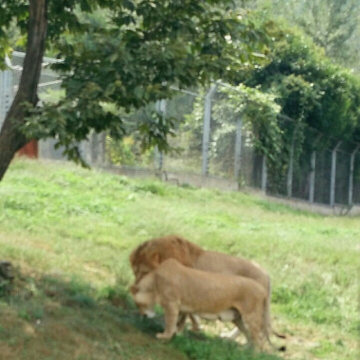 夏日柠檬静静