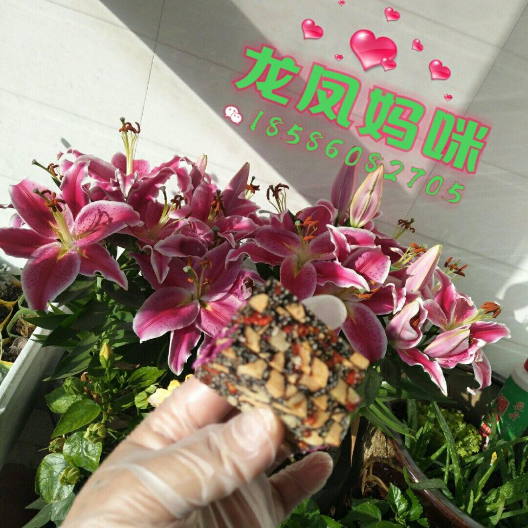 核桃桂圆芝麻红枣阿胶膏