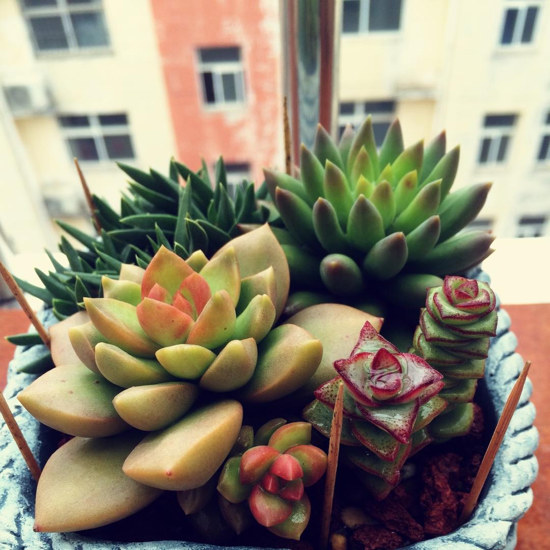 固执无趣儿的平平