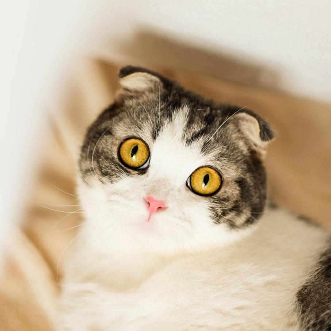 小明同学爱吃面包