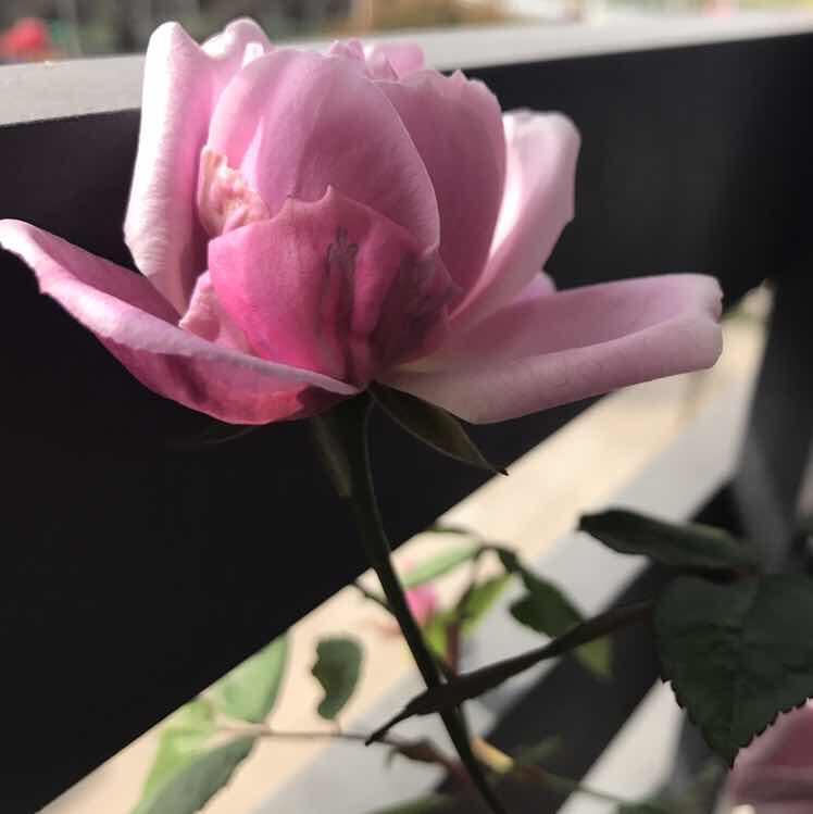 郑萍木棉