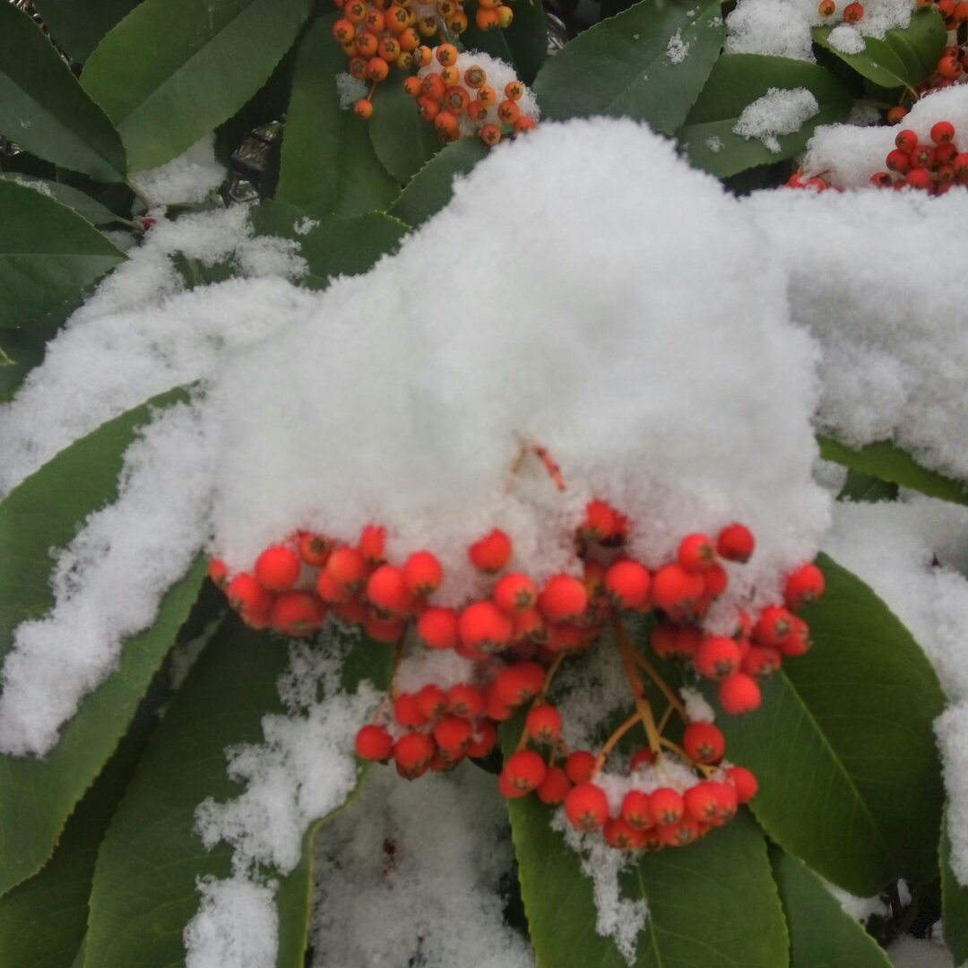 天山雪莲甜甜妈