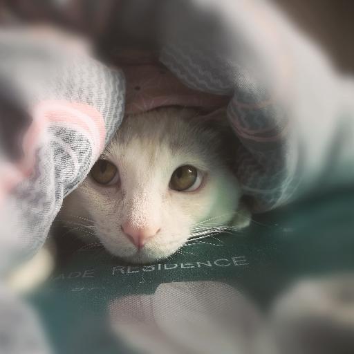 艾莉的点心小厨