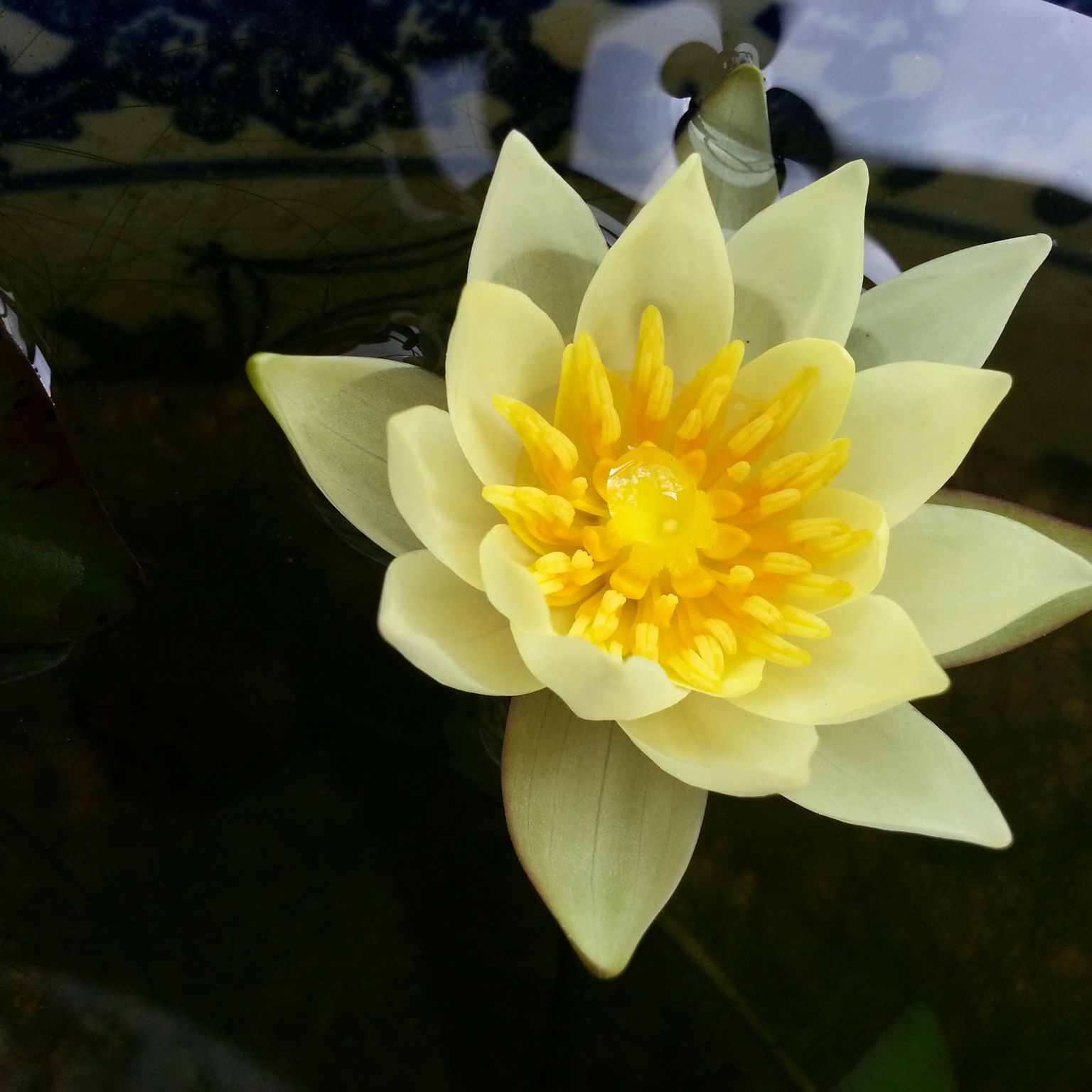 我们的厨房后花园