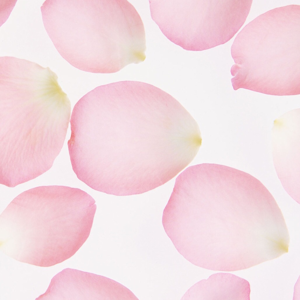 秋雏菊