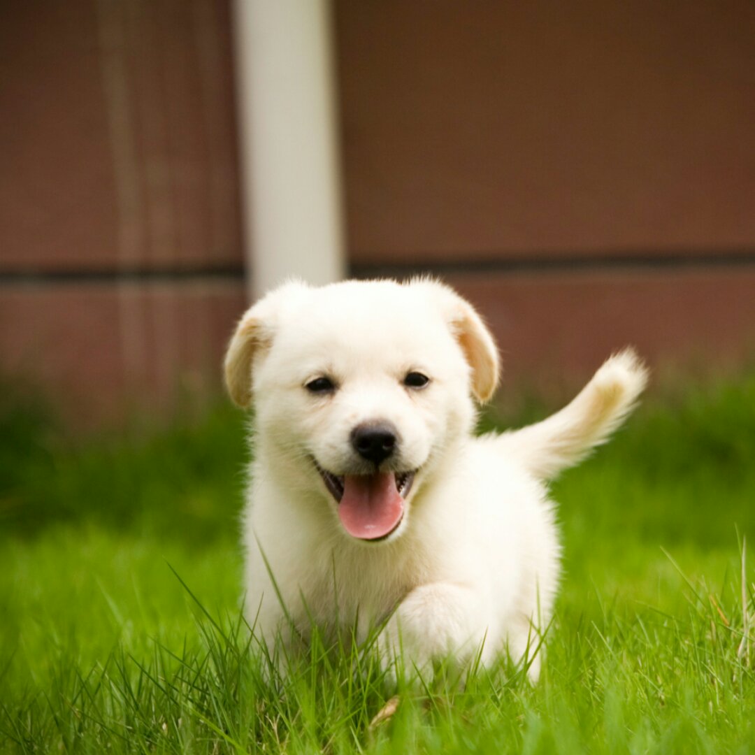 牛奶咖啡一半半