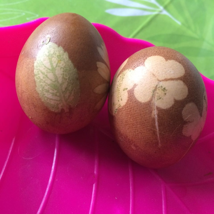 彩色茶叶蛋进化版-植物花纹