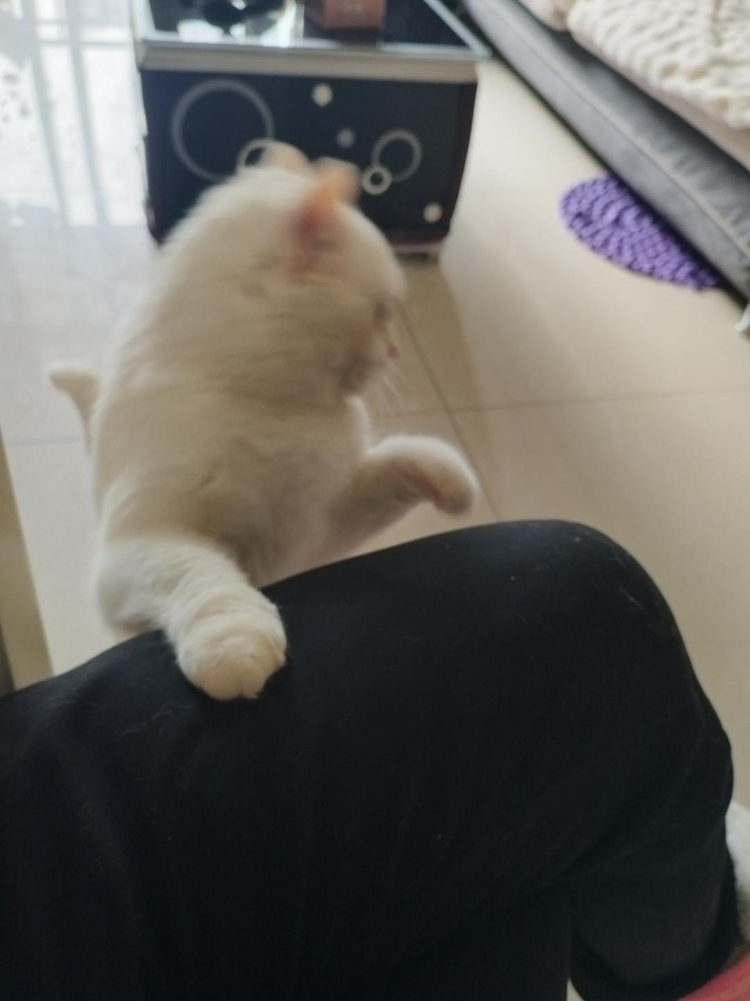 彦蓉
