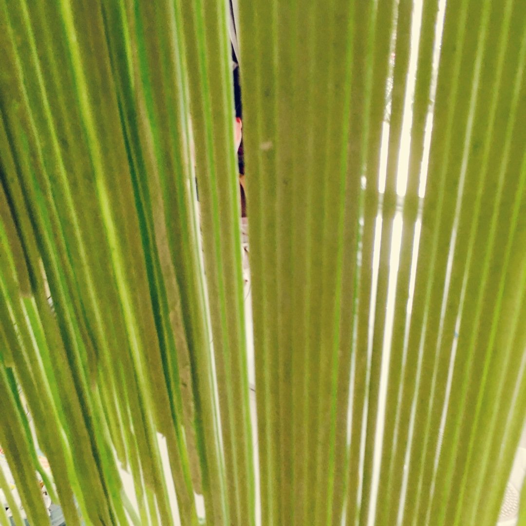 自制面条（压面机）