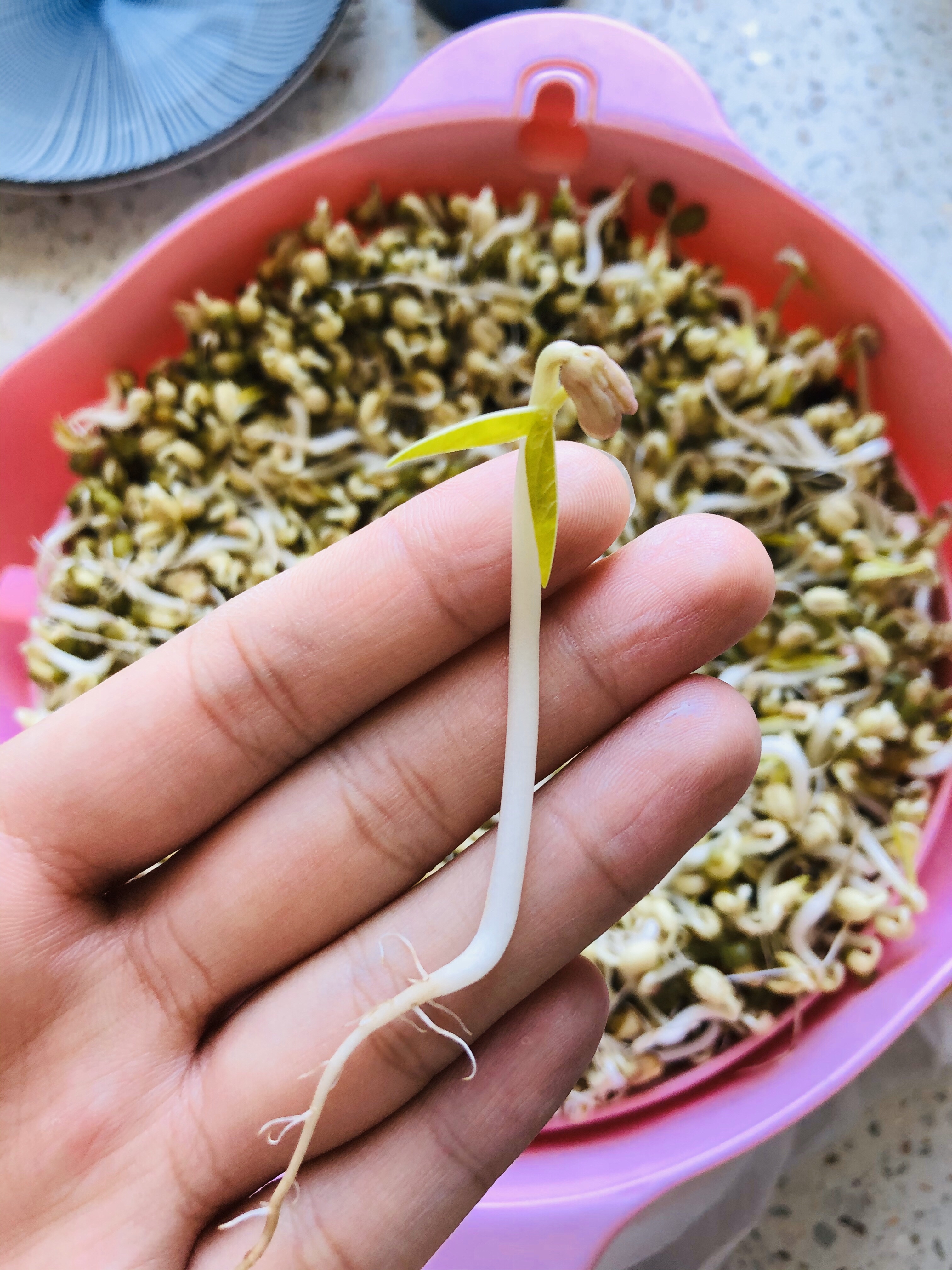 自发绿豆芽 超级简单的做法