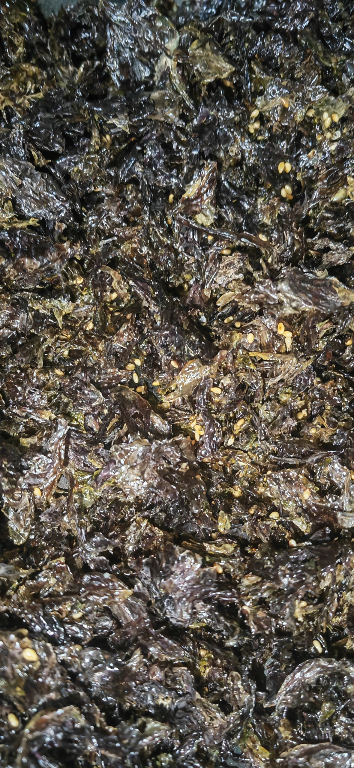 紫菜自制海苔