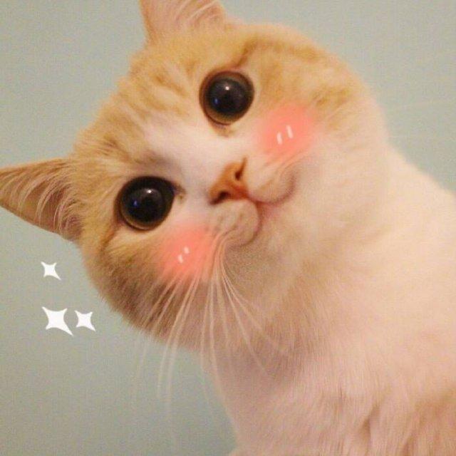 花花花花花世界