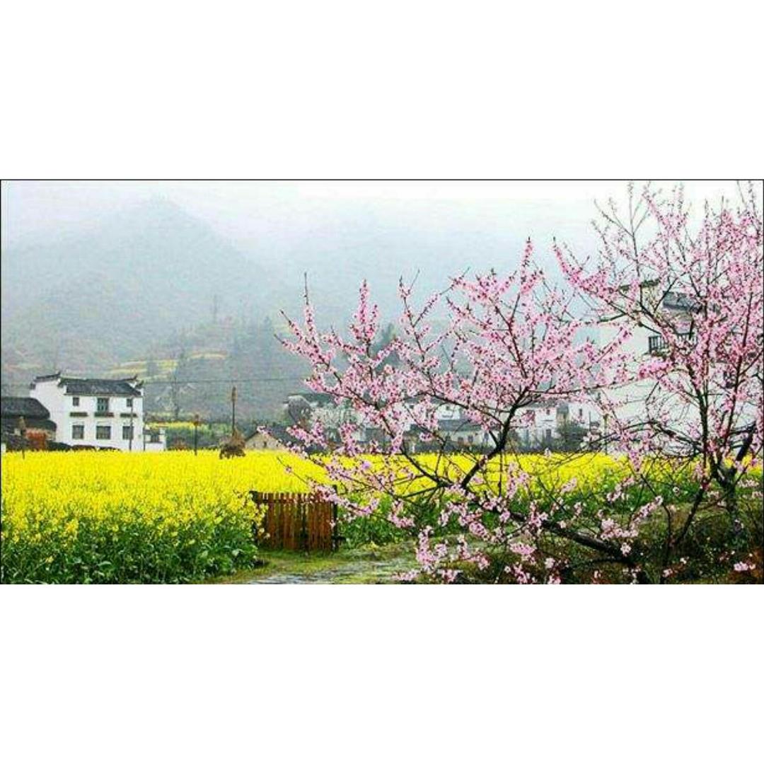 花花草草的世界