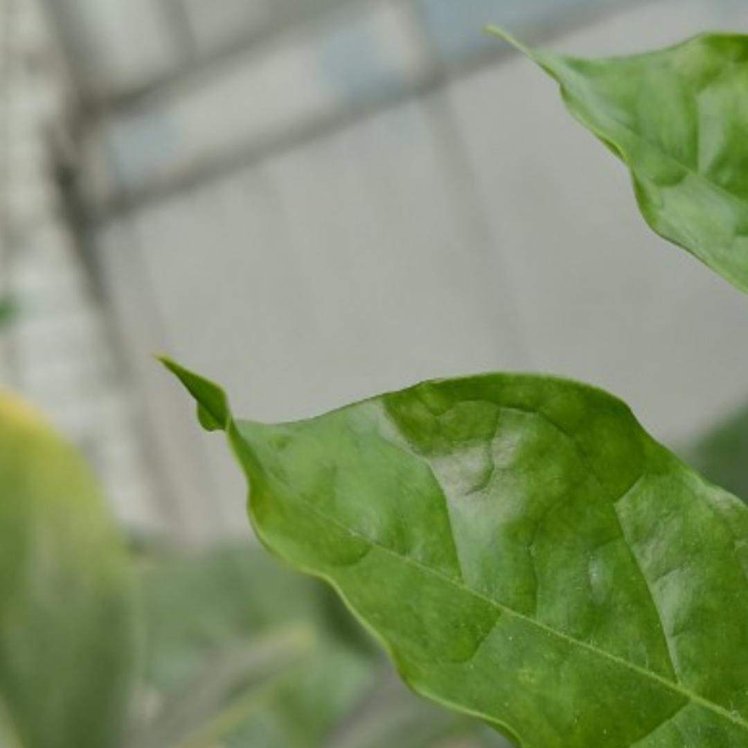 香喷喷的笨笨熊