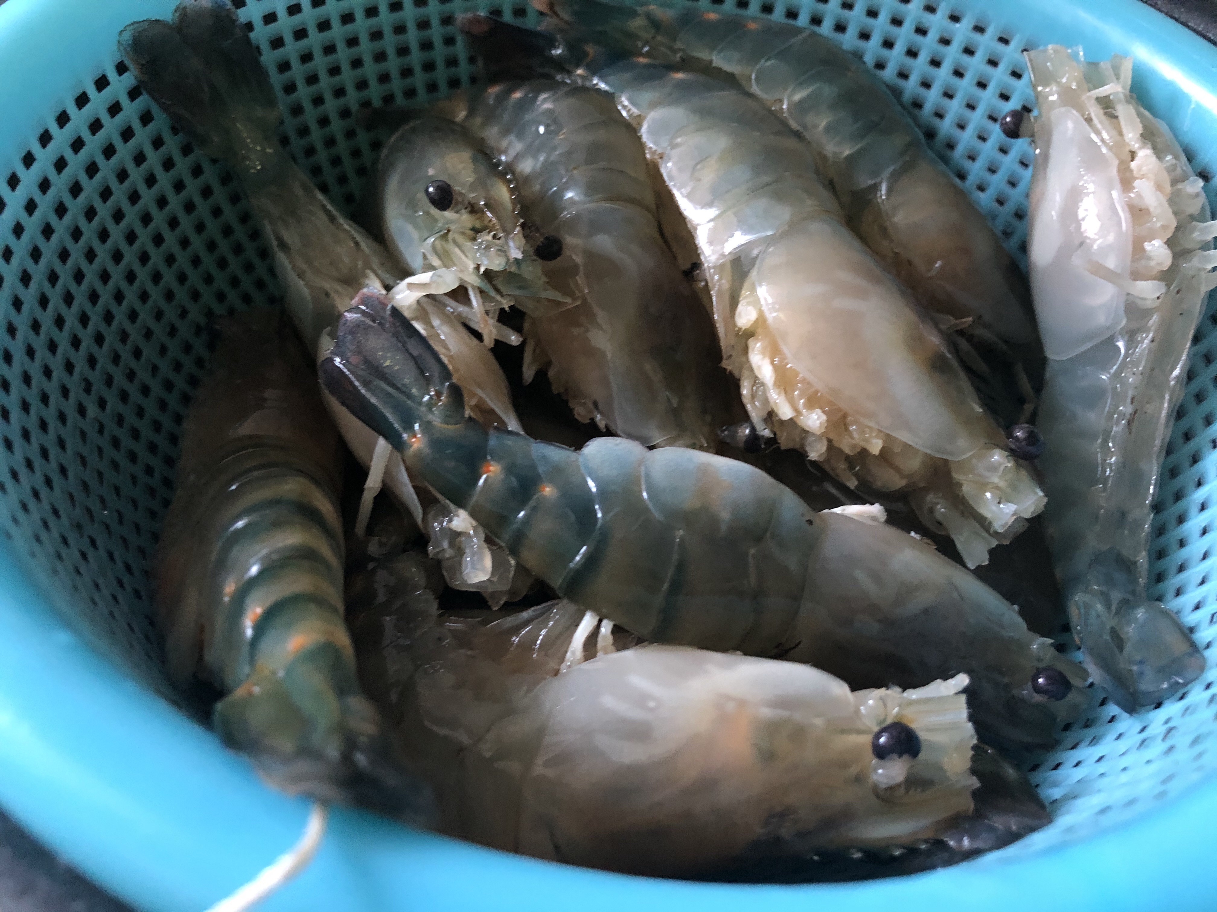 老上海味道— 油爆虾（大头虾版）的做法 步骤2