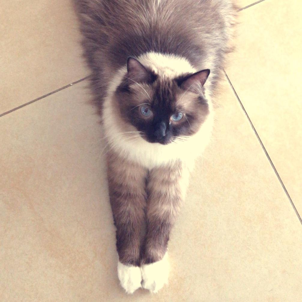 猫尼卡麻