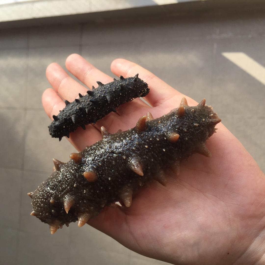 海参泡发攻略