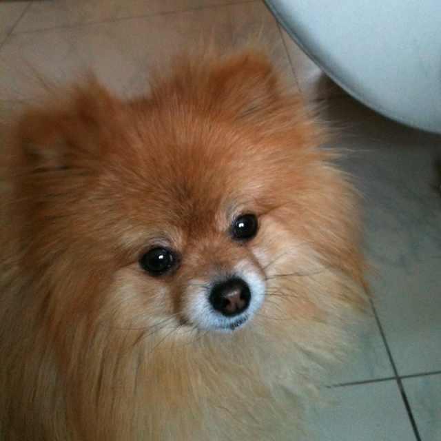 dudusnoopy