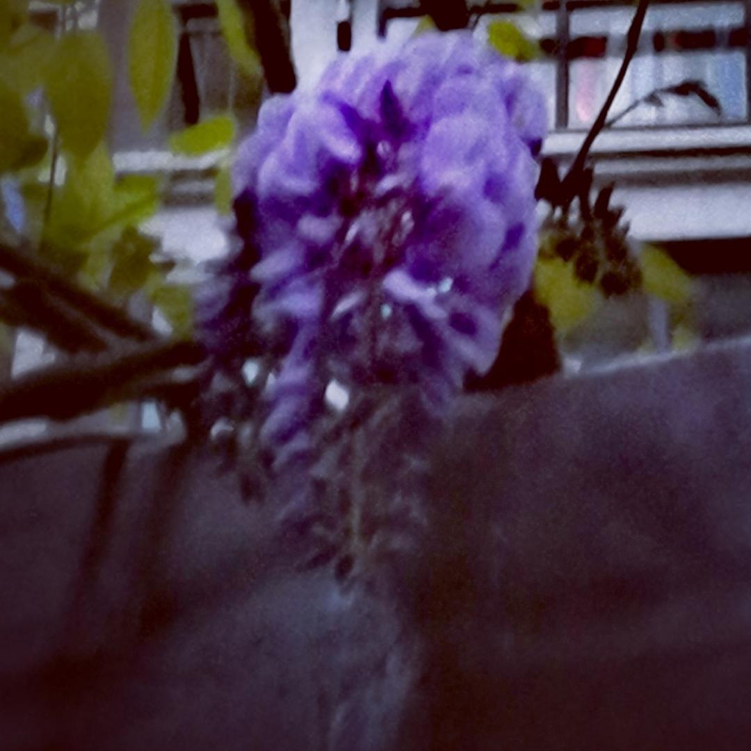 荏苒