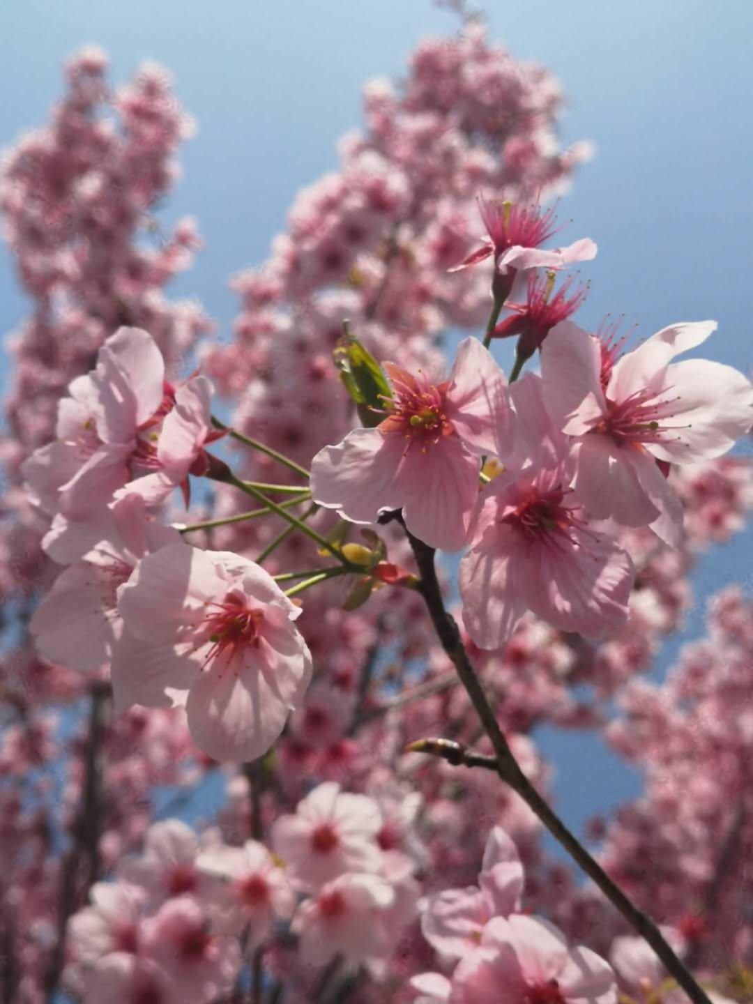 汤都可以喝的番茄火锅锅底