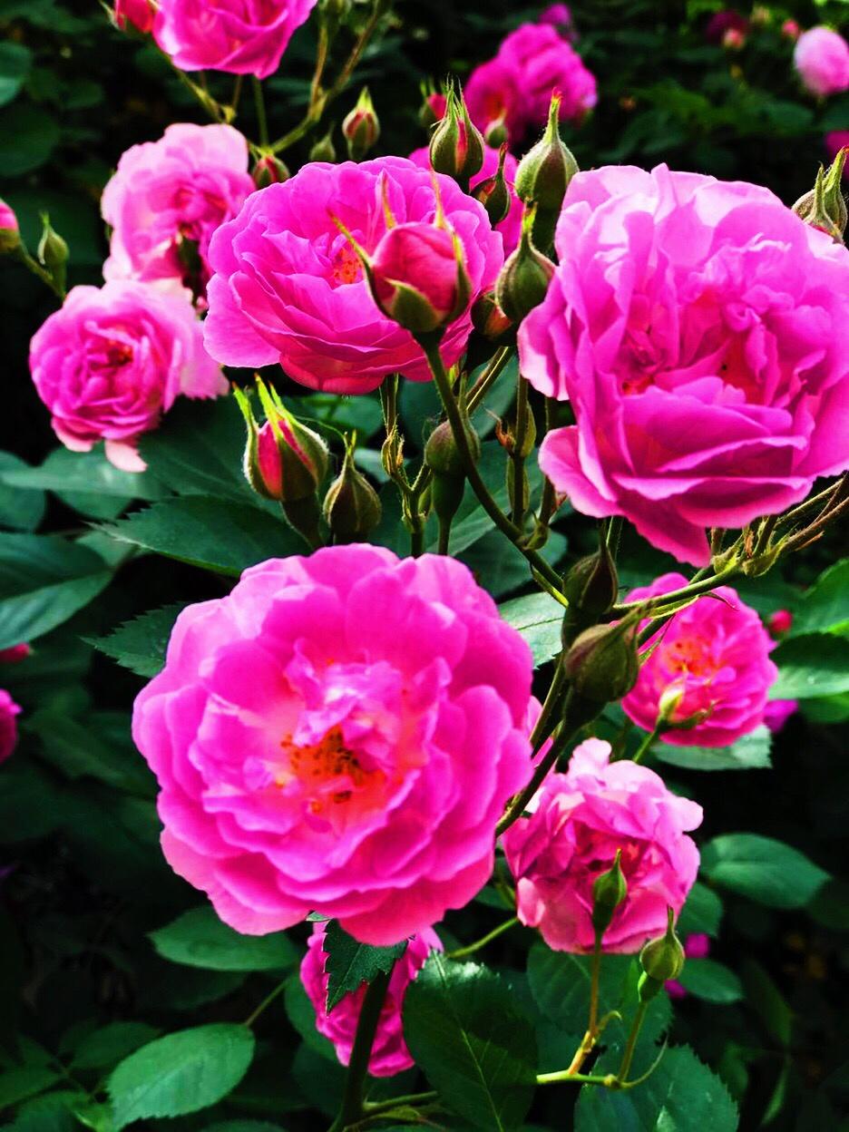 🌹🌹花 花 世 界 🌹🌹