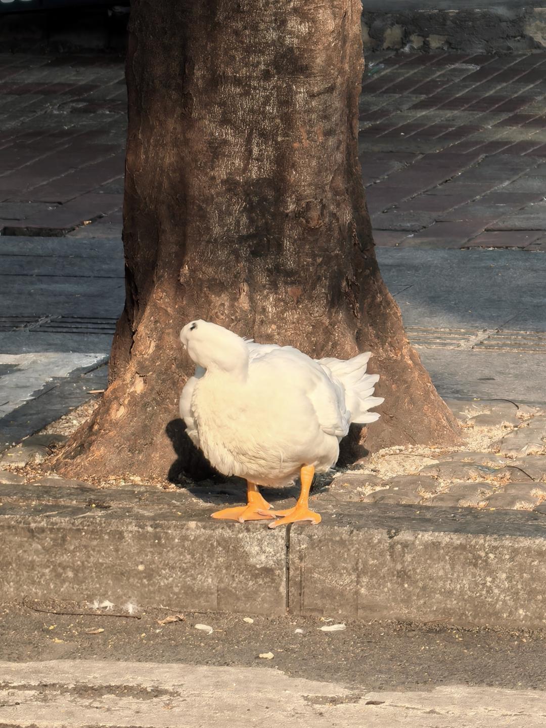 五香粉的做法