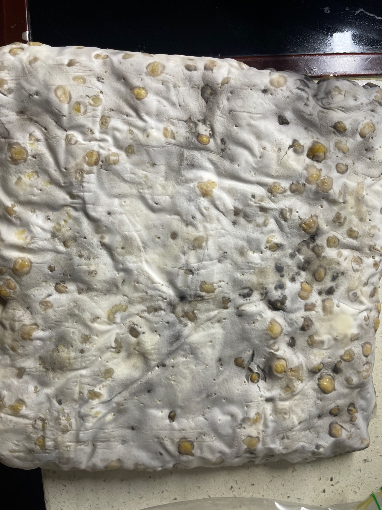 自制鹰嘴豆天贝丨发酵·豆类