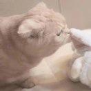 一只在点技能的盐