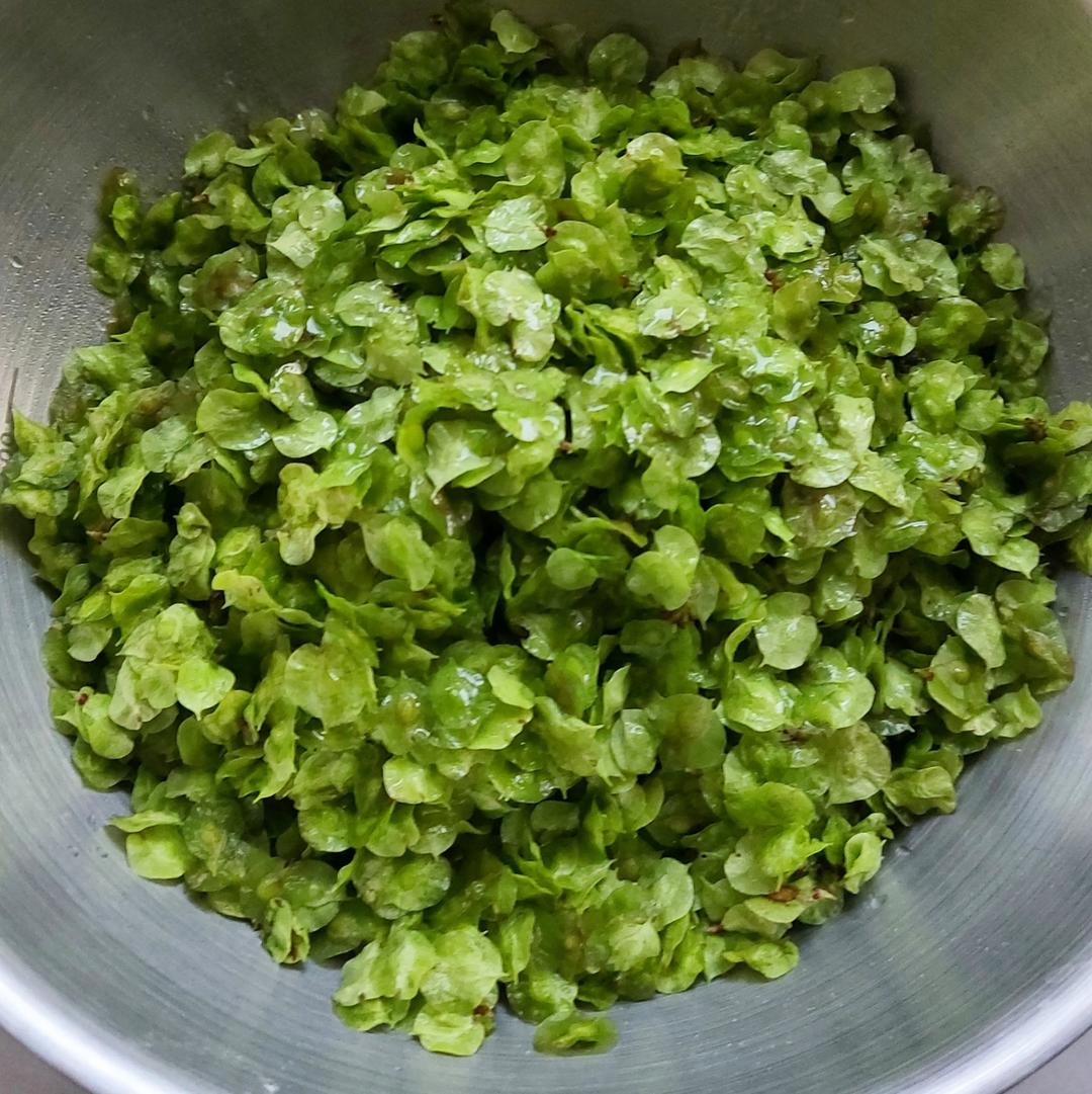 春天的味道&榆钱蒸菜