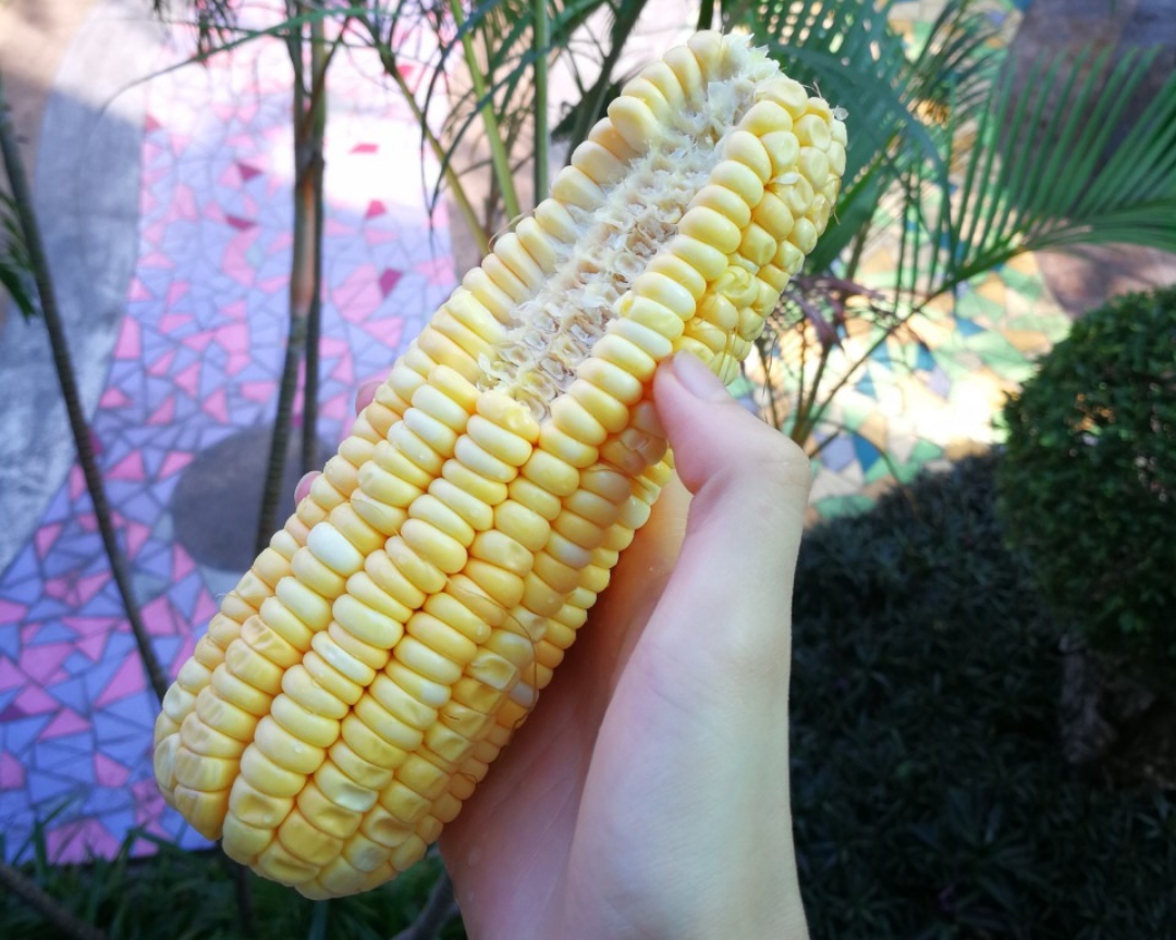 生啃玉米☞最方便的生机主食的做法