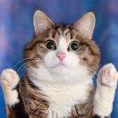 手机用户0768_ulwp